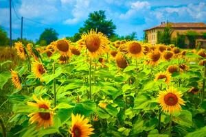 girasole campo paesaggio foto