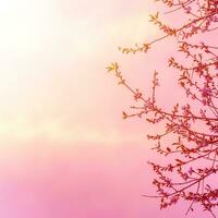 Mela albero fiorire su rosa tramonto foto