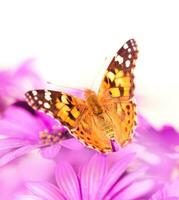 bellissimo farfalla su il fiore foto