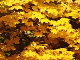 foglie gialle autunnali su uno sfondo di ramo foto
