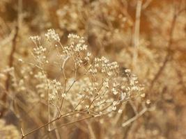 sfondo di erba secca autunnale con bokeh morbido foto