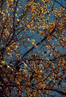 bellissimo d'oro albero fogliame sfondo foto