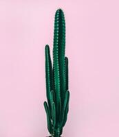 cactus al di sopra di rosa sfondo foto