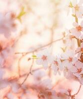 primavera fioritura albero sognante soleggiato sfondo foto