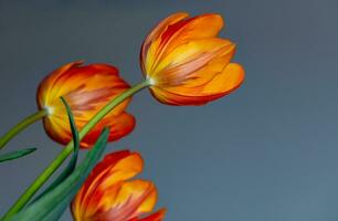 bellissimo tulipano fiori foto