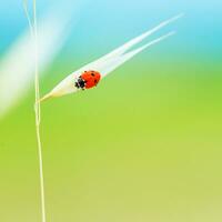 minuscolo coccinella su Grano stelo foto