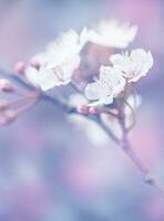 fioritura di giapponese sakura giardino foto