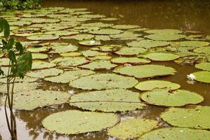 gigante acqua giglio vittoria amazonica a primo notte fioritura. il secondo notte esso giri rosa. foto