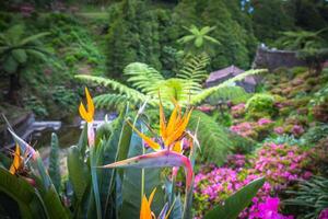 giardino su sao miguel isola, azzorre. esso è collocato nel il mezzo di Questo magnifico acqua sistema. foto