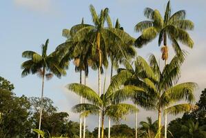 interno di primario tropicale foresta pluviale nel Perù foto