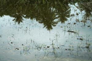 piantato riso campo con riflessione di palma alberi. foto