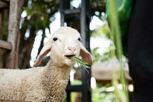 divertente agnello a petting zoo. foto