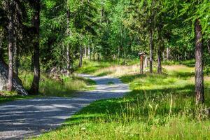 rurale strada in il Foresta,Argientere,Francia foto