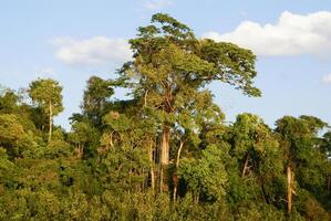 interno di primario tropicale foresta pluviale nel Perù foto