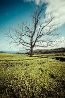 solitario albero su il montagna a bellissimo paesaggio di tè piantagione foto