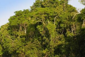 interno di primario tropicale foresta pluviale nel Perù foto