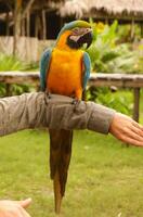 blu e giallo ara pappagallo seduta su mano foto
