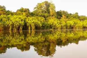 un' fiume e bellissimo alberi nel un' foresta pluviale Perù foto