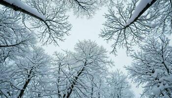 ai generato congelato alberi con Visualizza di cielo foto