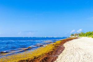 spiaggia di sargazo di alghe rosse molto disgustose playa del carmen messico foto