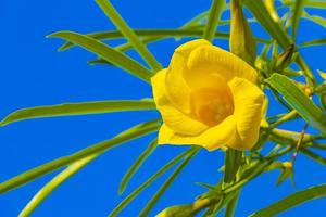 fiore di oleandro giallo sull'albero con cielo blu in messico foto