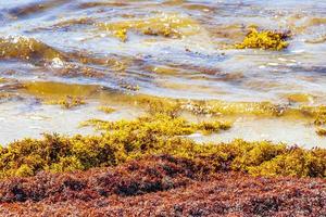 spiaggia di sargazo di alghe rosse molto disgustose playa del carmen messico foto