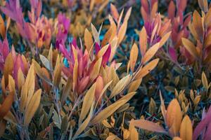 vicino su rosa le foglie di euonymus arbusto su ramo nel autunno. colorato cespuglio nel il giardino concetto fotografia. foto