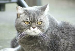 bellissimo grigio Britannico gatto passeggiate su il verde prato, gratuito camminare di un' animale domestico nel il giardino, la libertà concetto foto