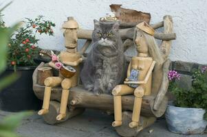 grigio triste gatto si siede su un' panchina fra di legno uomo e donna foto
