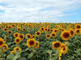 trama campo di girasoli foto