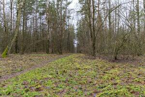 vicino su tiro di il alberi nel il foresta. natura foto