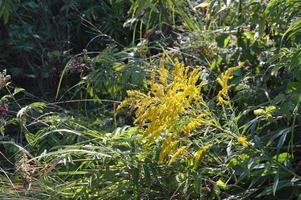 colorati e fiori di campo su sfondo verde foto