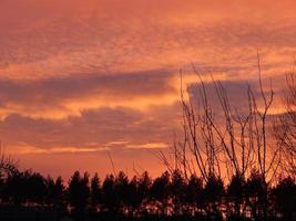 tramonto infuocato sulla foresta naturale foto