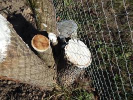 piantare giovani piantine di alberi in autunno in giardino foto