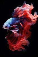 ai generato aggressivo siamese pesca pesce, betta con Multi vivace colori isolato nero sfondo foto
