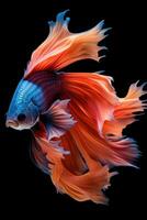 ai generato aggressivo siamese pesca pesce, betta con Multi vivace colori isolato nero sfondo foto