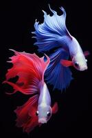 ai generato aggressivo siamese pesca pesce, betta con Multi vivace colori isolato nero sfondo foto