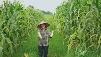 anziano donna agricoltori raccolta Mais durante il agricolo stagione, crescente reddito. foto