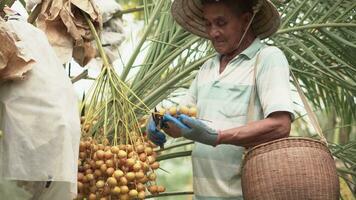 asiatico contadino vecchio uomo raccolta maturo date palma frutta su mano nel azienda agricola. foto