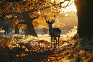 ai generato maggese cervo nel autunno parco a tramonto. bellissimo animale con corna. foto