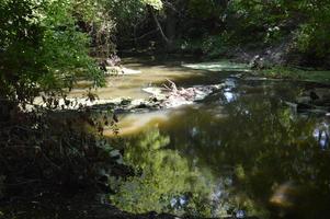 un piccolo fiume scorre ricoperto di canne e bloccato da una diga