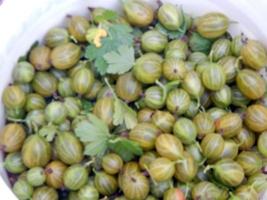 bacche di uva spina, raccolta agrus