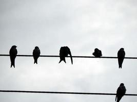gli uccelli si siedono sui fili elettrici della scuola foto