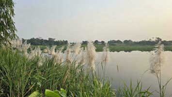 un' fiume con alto erba e alto canne. vicino su di alto erba a il lungo il fiume. e il naturale verde scenario a fiume lato. foto