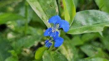 asiatico blu giorno fiore è su il pianta, commelina comunis. foto