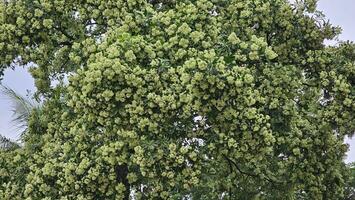 latte di latte, o diavolo albero. fiori fioritura su il albero. foto