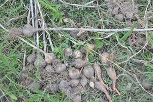 natura morta di bacche e verdure raccolte in giardino foto