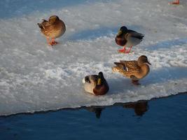 le anatre si siedono sul ghiaccio e nuotano nel fiume foto
