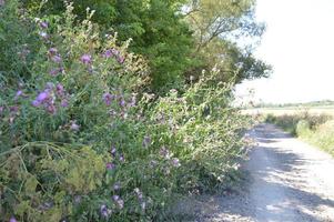 l'erbaccia spinosa cresce lungo la strada foto