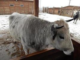 bufalo in fattoria nella voliera di lana bianca foto